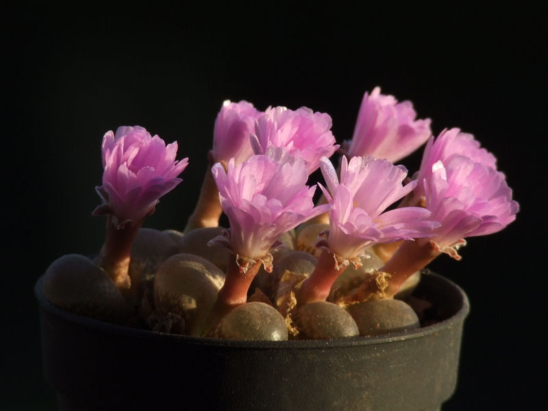 Conophytum friedrichiae 