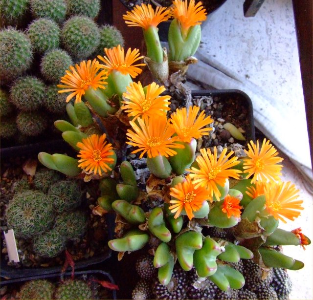 Conophytum bilobum 