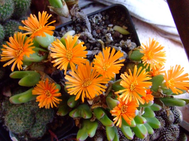 Conophytum bilobum 