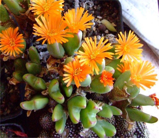 Conophytum bilobum 