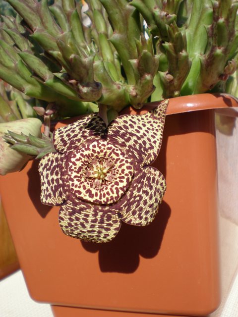 Stapelia variegata 