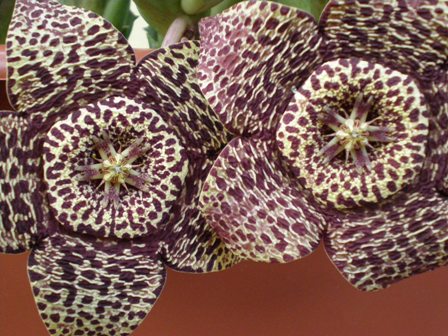 Stapelia variegata 