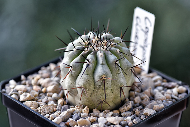 copiapoa cinerea