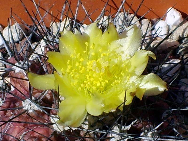 Copiapoa humilis 