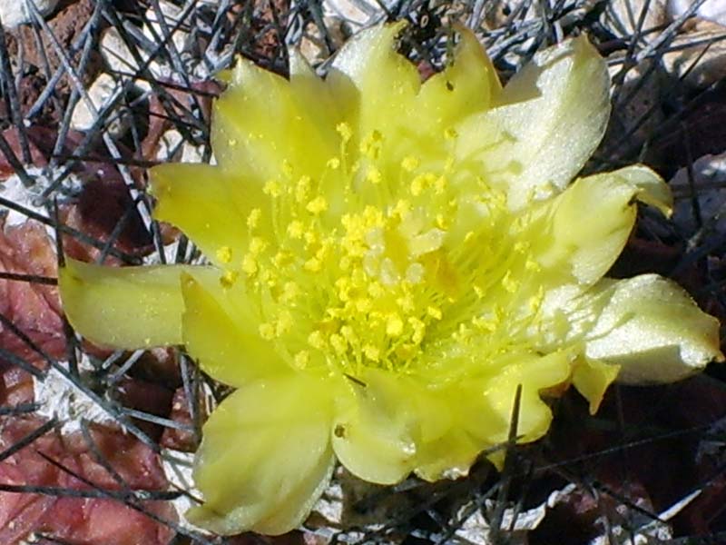 Copiapoa humilis 