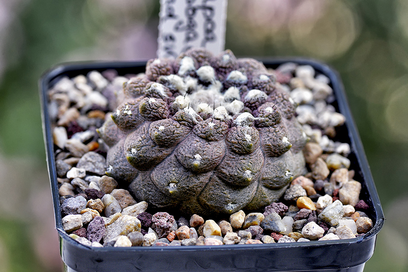 copiapoa hypogaea cv. lizard skin