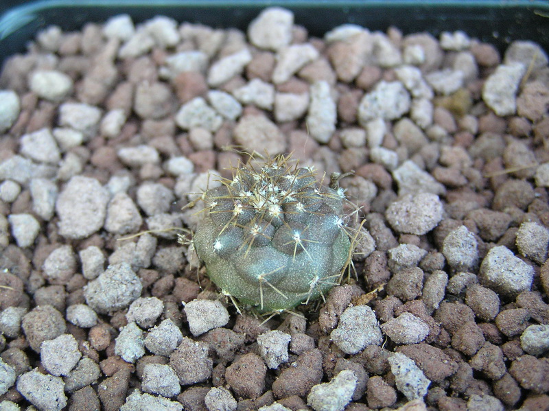 Copiapoa montana 