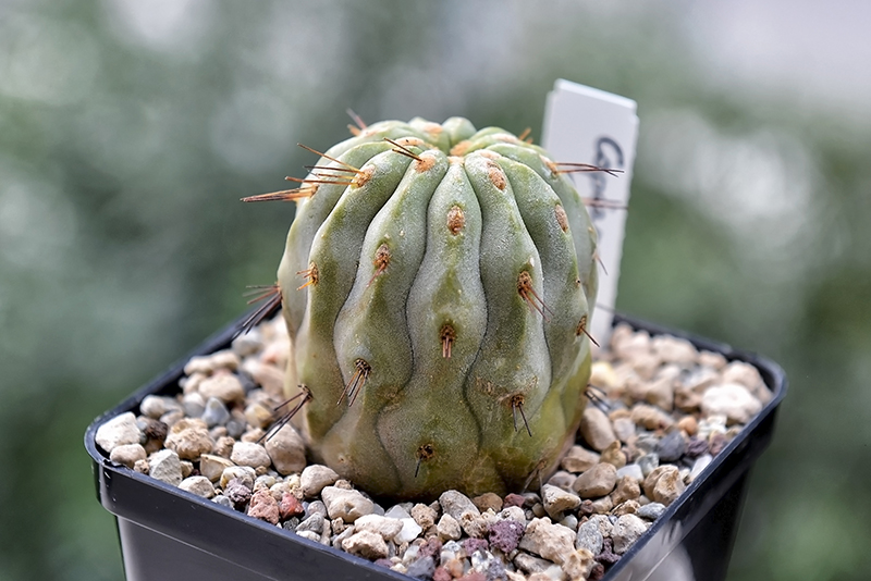 copiapoa tenebrosa