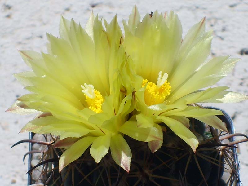 Coryphantha compacta 