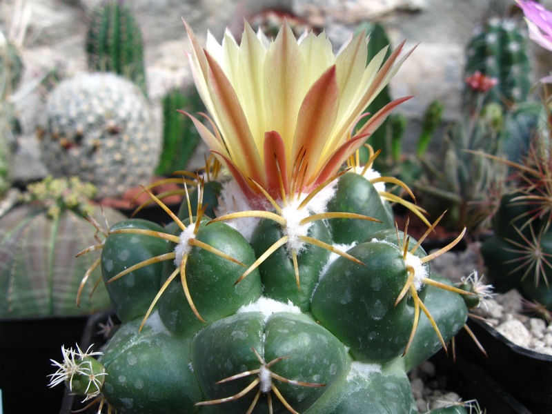 Coryphantha elephantidens 