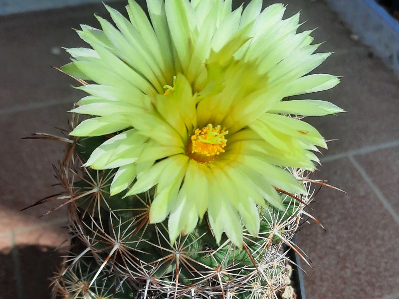 Coryphantha ibrido 