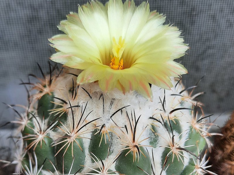 Coryphantha pallida ssp. calipensis Z216