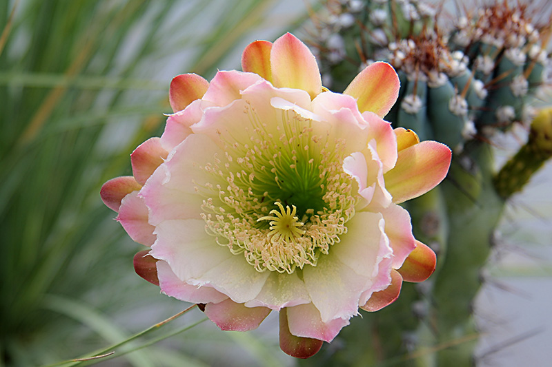 Cereus peruvianus v. monstruosus 