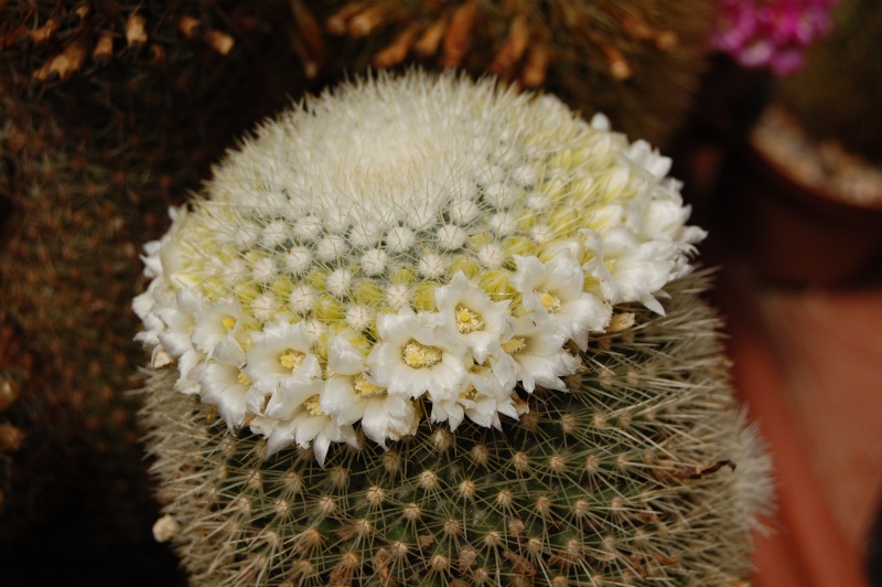 Mammillaria crassior fiore bianco 