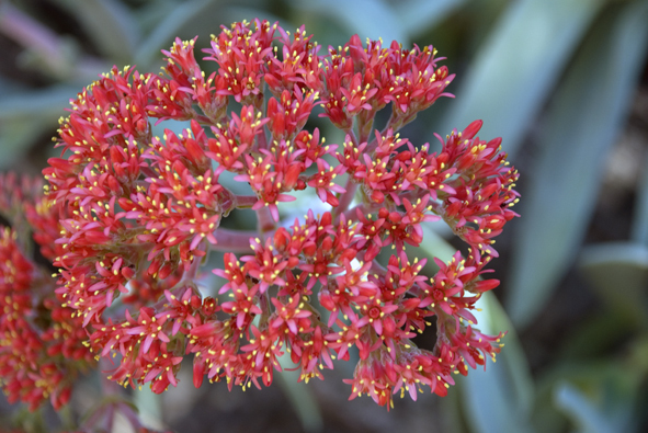 Crassula perfoliata v. falcata 