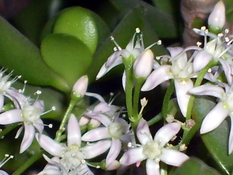 Crassula ovata 