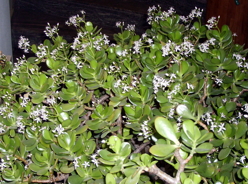 Crassula ovata 