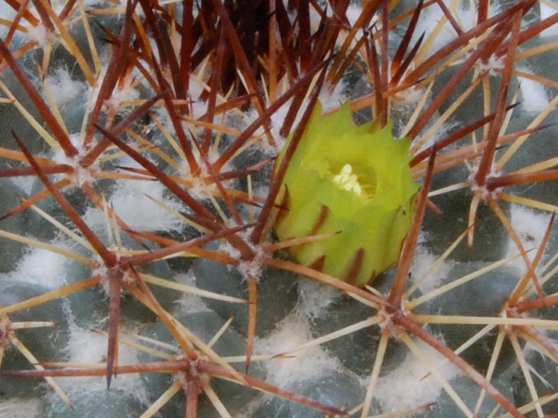 Mammillaria gatesii 