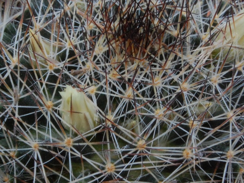 Mammillaria picta SB 944