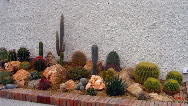 Cactofili - Forum di cactus e succulente :: Leggi argomento - Fasi di  allestimento del mio giardino roccioso