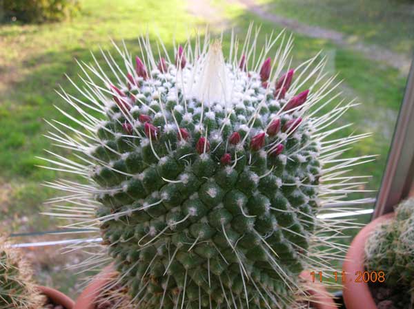 Mammillaria spinosissima cv. un pico 