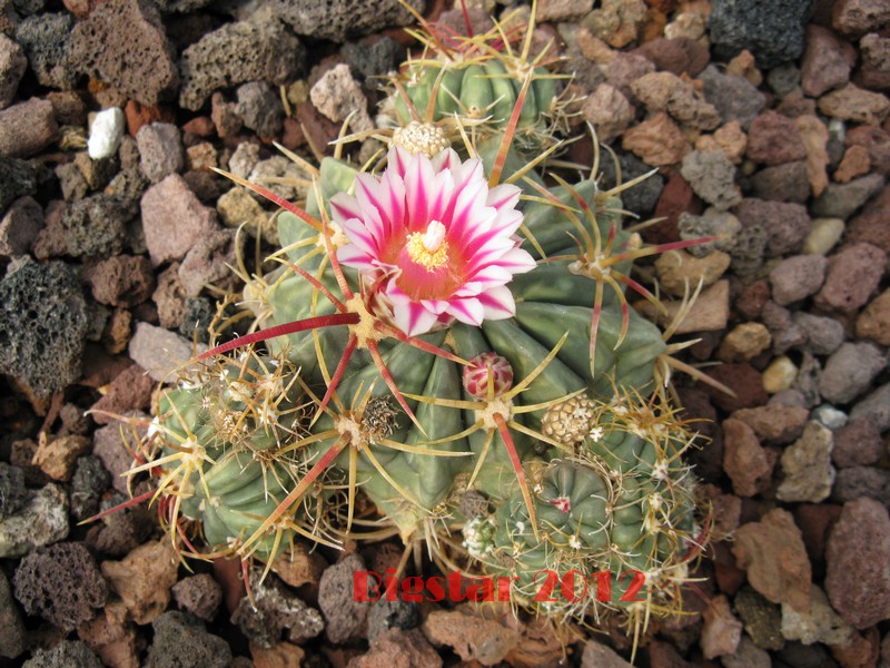 Ferocactus macrodiscus f. monstruosus 