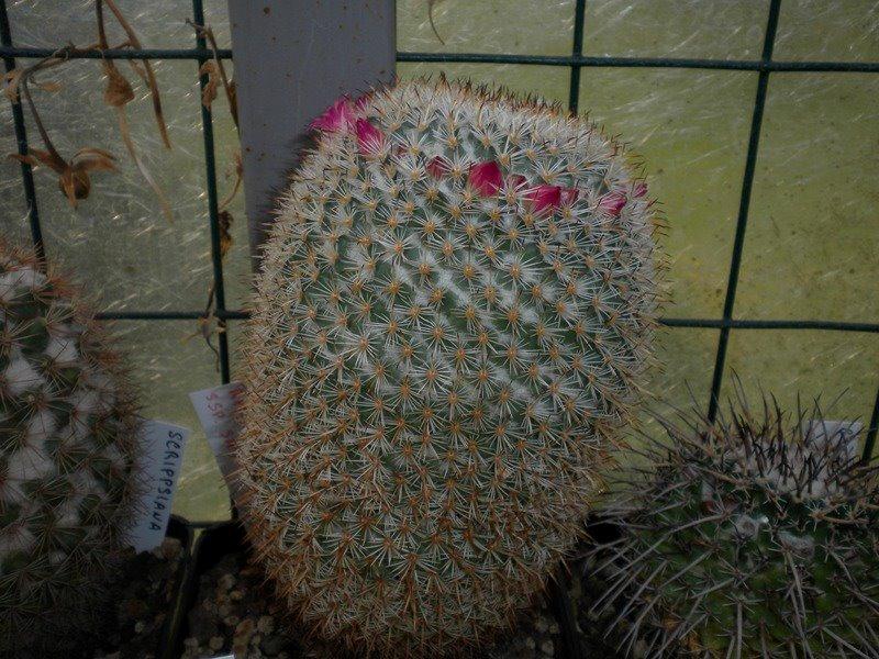 Mammillaria dealbata 