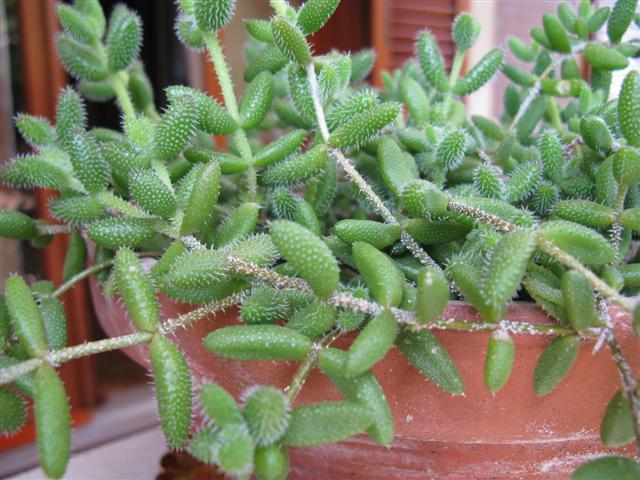 Delosperma echinatum 