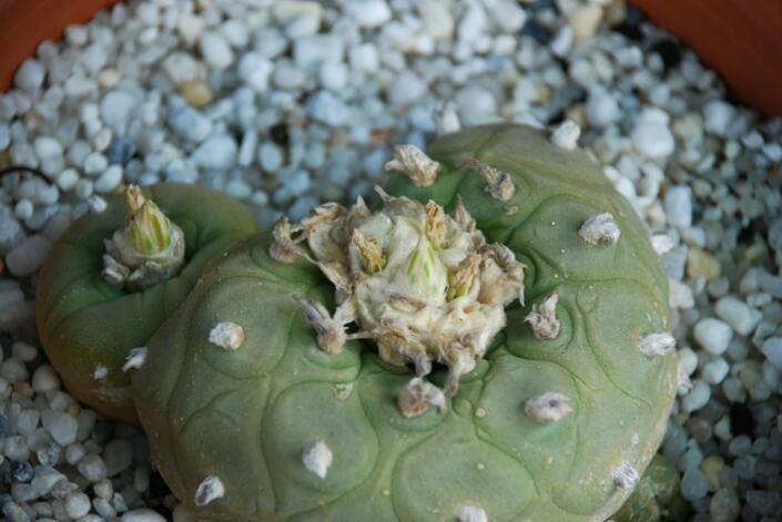 Lophophora diffusa 