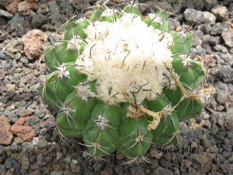 Discocactus placentiformis 