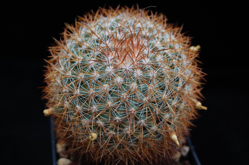 Mammillaria discolor ssp. ochoterenae FO 108