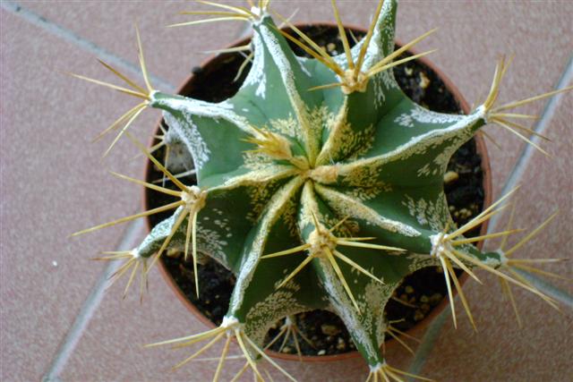 Astrophytum ornatum 