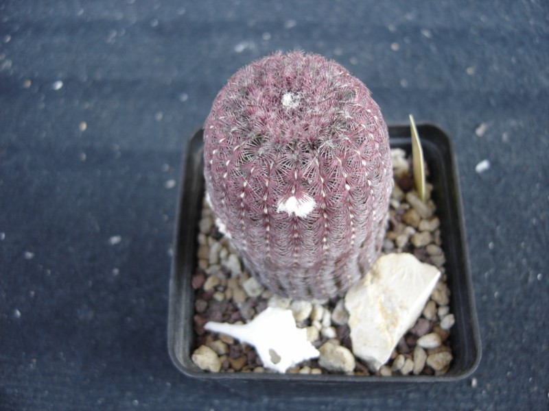 Echinocereus rigidissimus ssp. rubispinus 