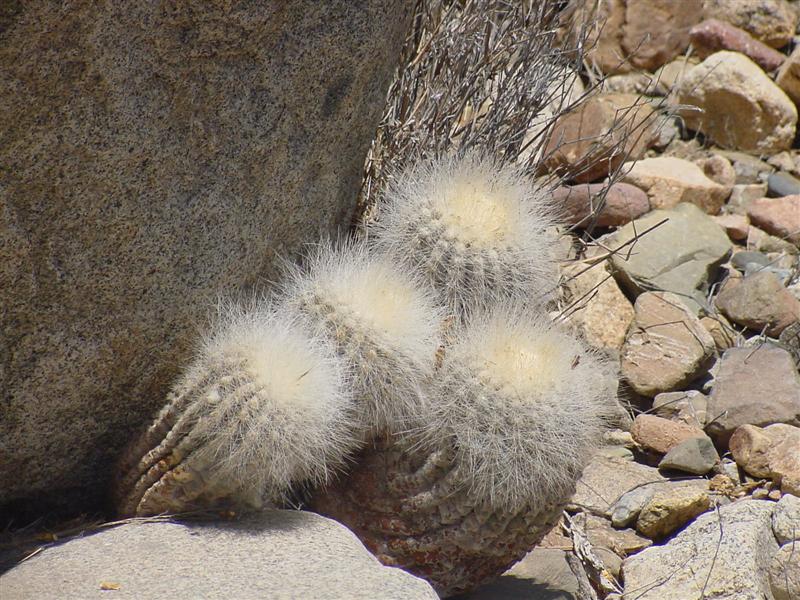 Copiapoa krainziana v. scopulina 