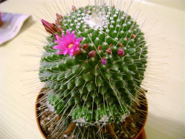 Mammillaria spinosissima cv. un pico 