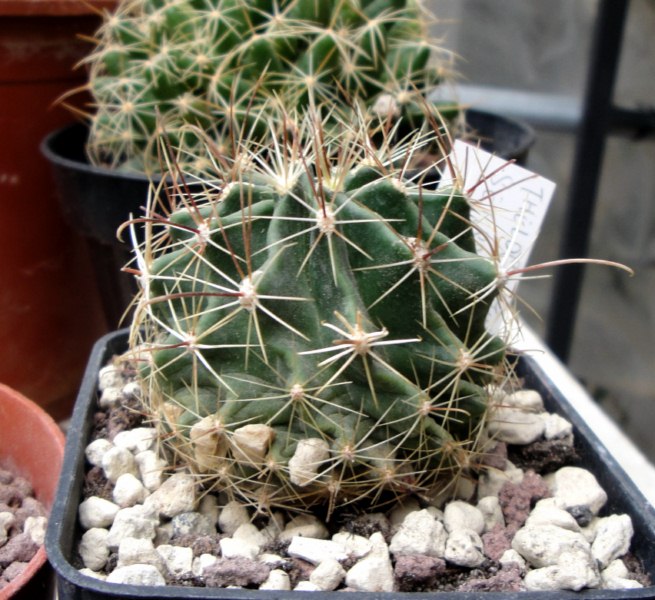 Thelocactus setispinus 