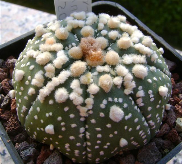Astrophytum asterias cv. hanazono kabuto 