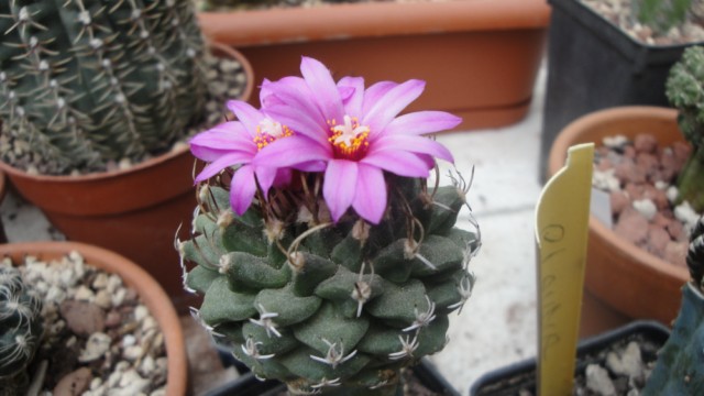 Turbinicarpus alonsoi 