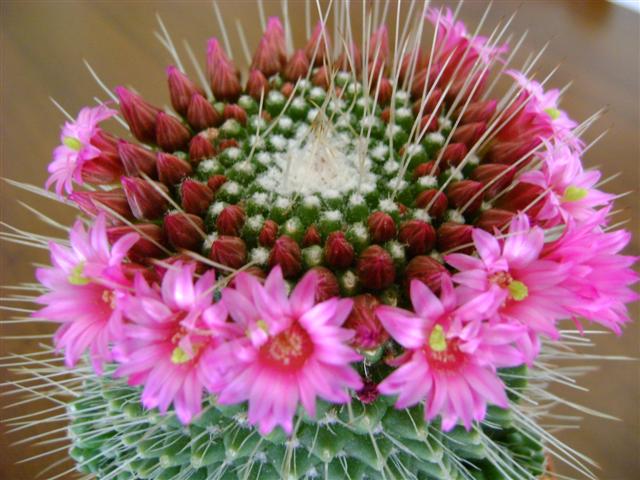 Mammillaria spinosissima cv. un pico 