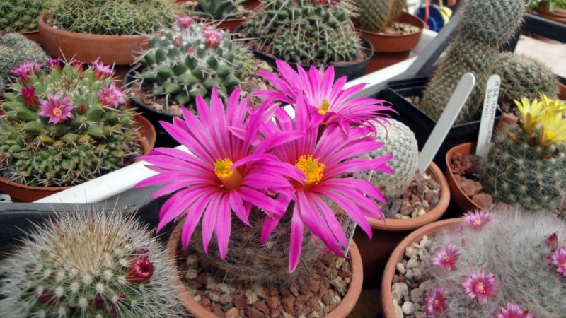 Mammillaria guelzowiana v. robustior 