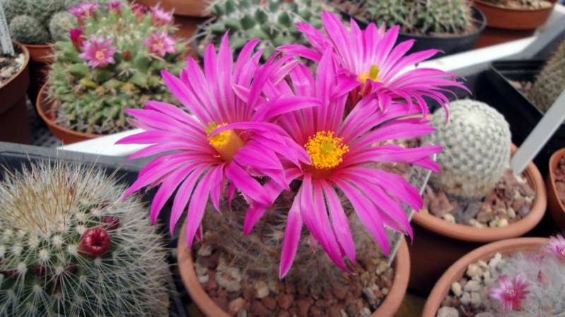 Mammillaria guelzowiana v. robustior 