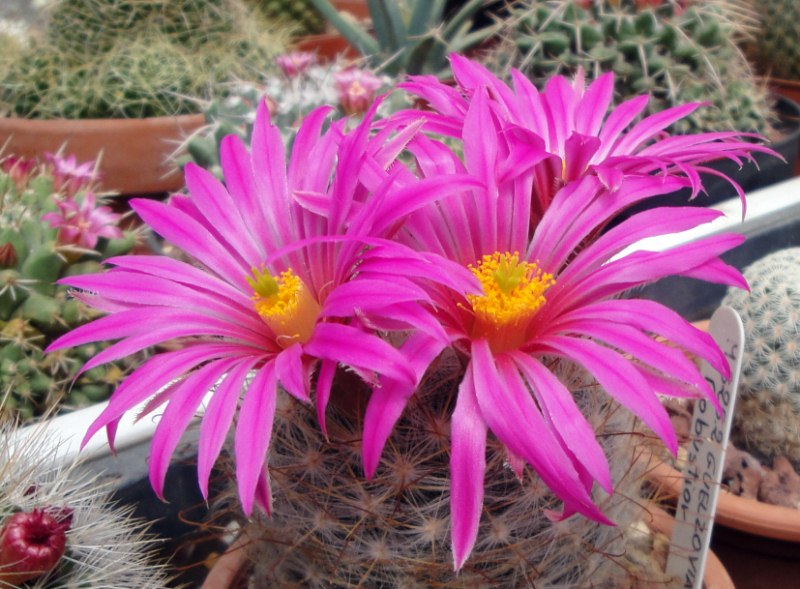 Mammillaria guelzowiana v. robustior 