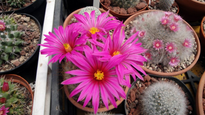 Mammillaria guelzowiana v. robustior 