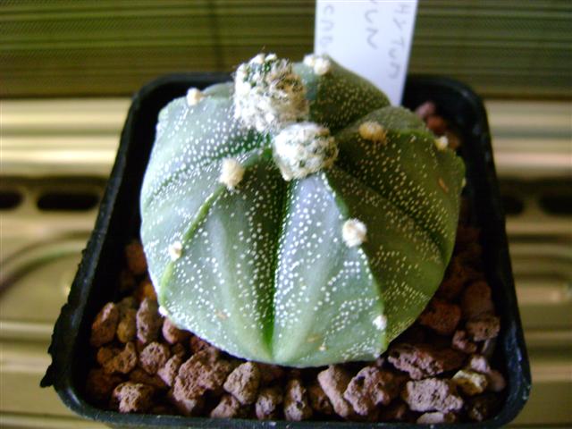 Astrophytum myriostigma cv. hakuun x super kabuto 