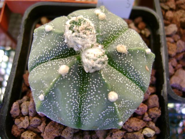 Astrophytum myriostigma cv. hakuun x super kabuto 