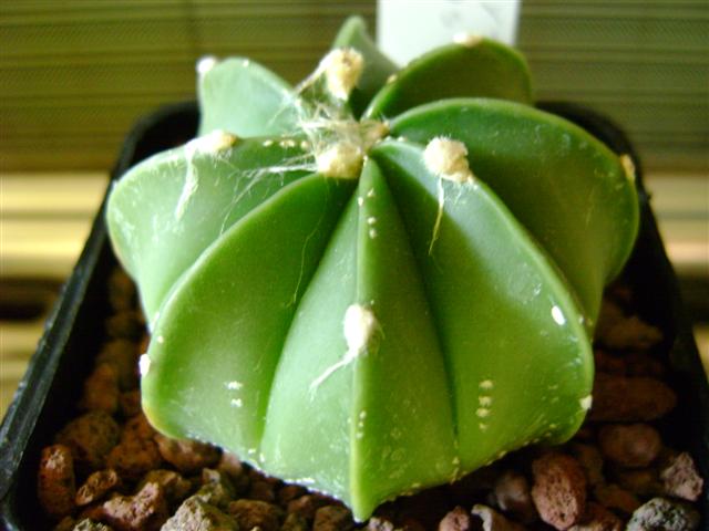 Astrophytum asterias x senile 