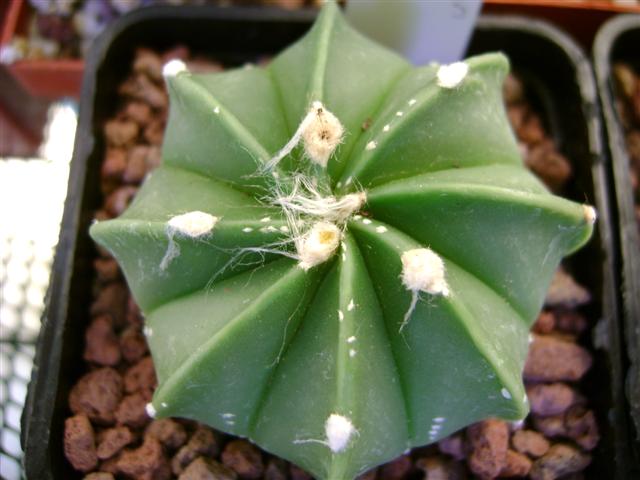 Astrophytum asterias x senile 