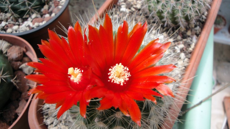 Parodia penicillata 