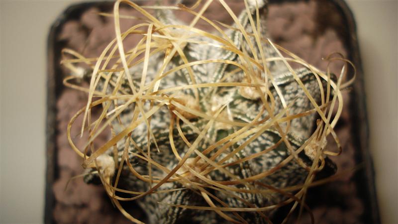 Astrophytum capricorne cv. crassispinoides 