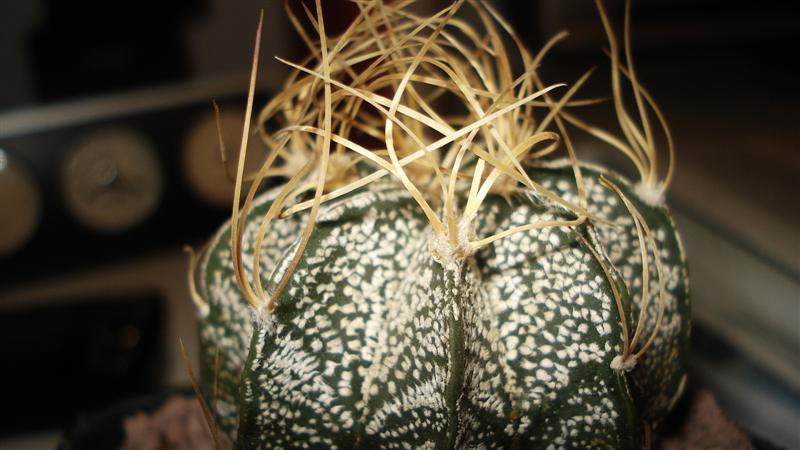 Astrophytum capricorne cv. crassispinoides 